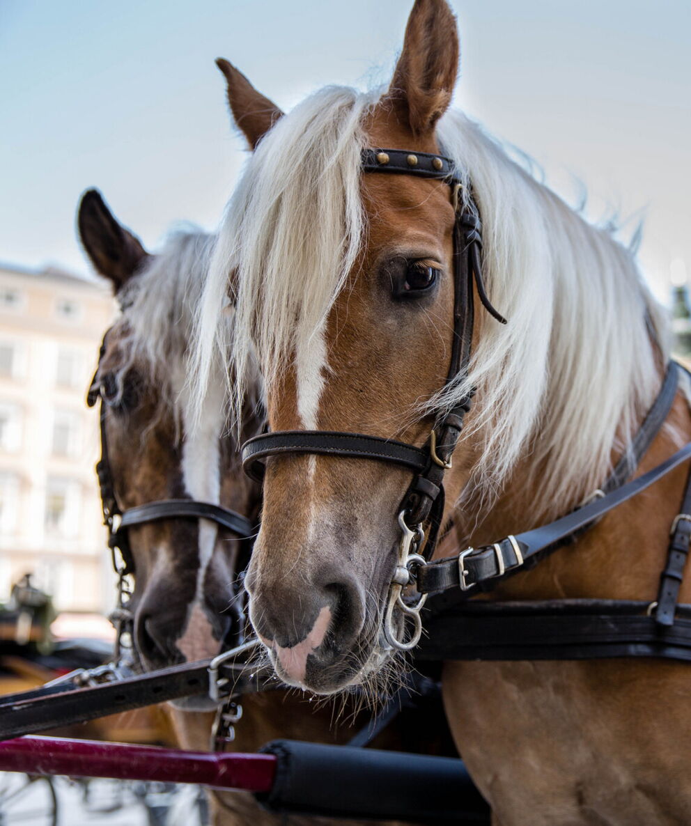 Two horses pull a carriage through Salzburg's historic streets.