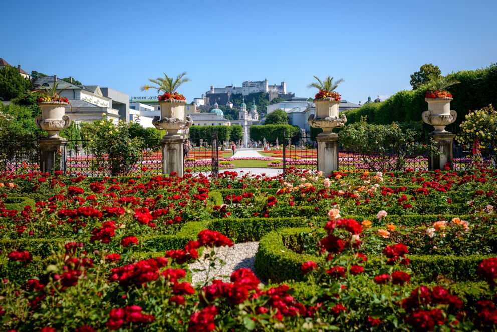 Roses in bloom in Mirabell Gardens with a view of Hohensalzburg Fortress in bright sunshine.