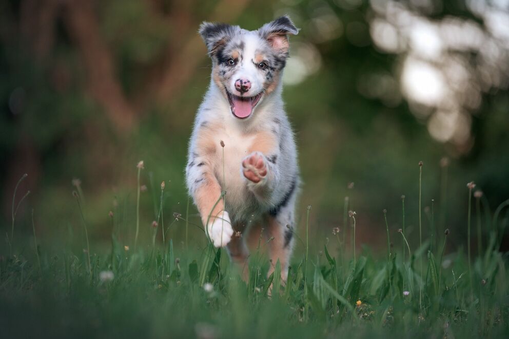 A small dog jumps happily across a green meadow in the park.