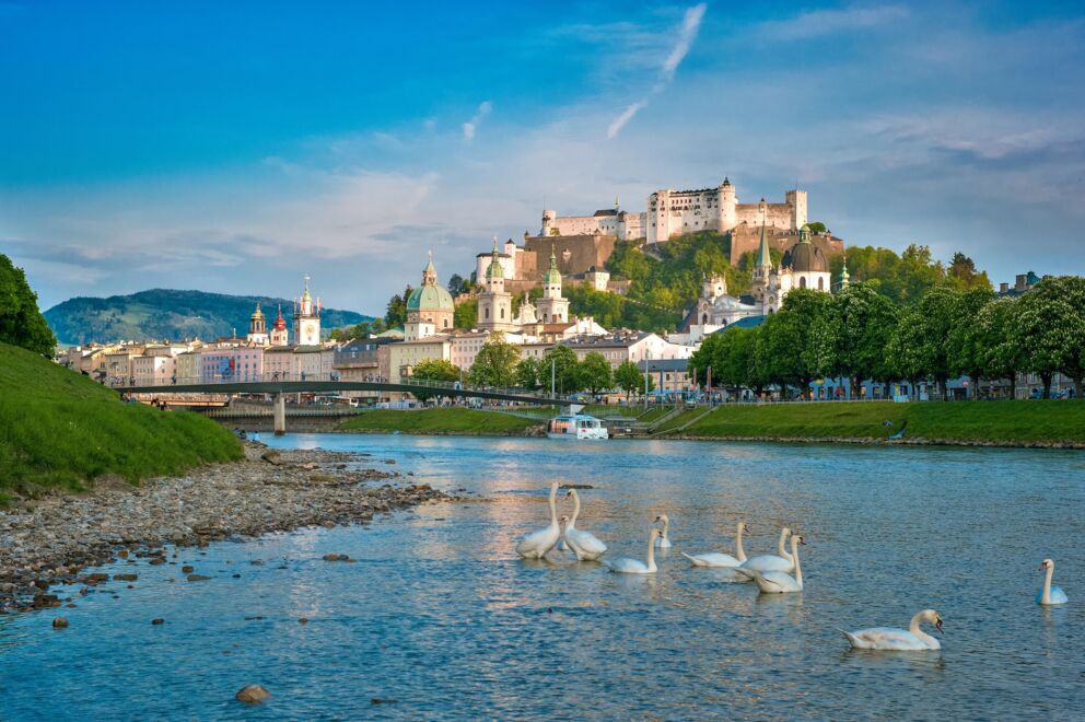 Schwäne im Fluss vor der historischen Altstadt Salzburgs und der Festung Hohensalzburg.
