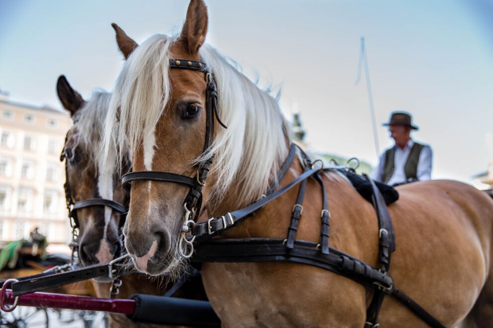 Zwei Pferde vor einer Kutsche mit Kutscher in traditioneller Kleidung in Salzburg.