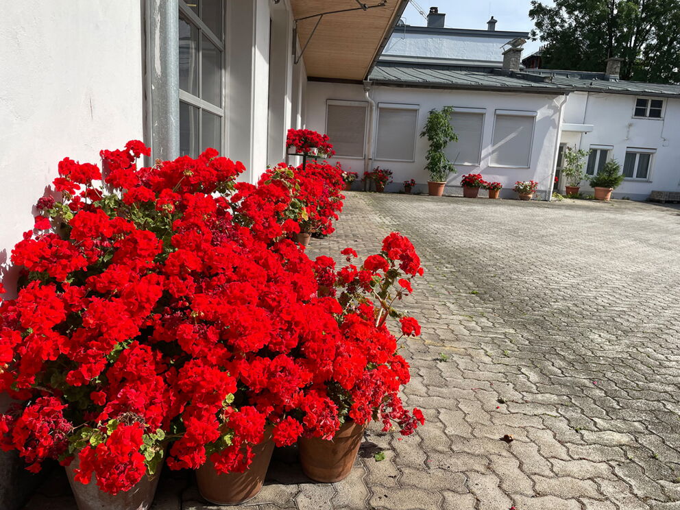 Üppige rote Blumen in Terrakottatöpfen schmücken einen gepflasterten Innenhof.