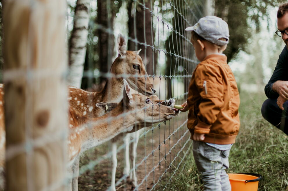 Child feeding deer through a fence in the forest, accompanied by an adult.