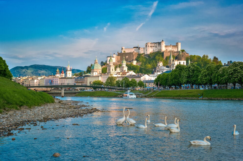 Schwäne im Fluss vor der historischen Altstadt Salzburgs und der Festung Hohensalzburg.