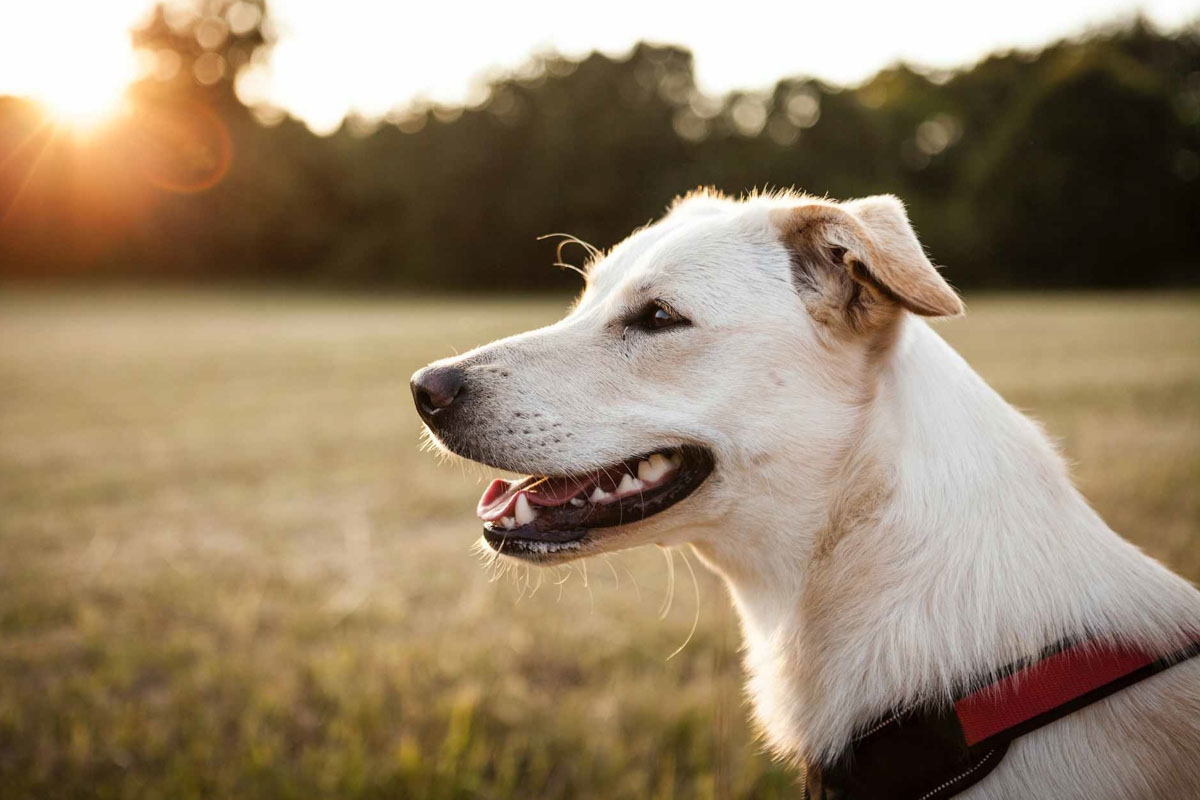 Hund sitz bei Sonnenuntergang im Feld